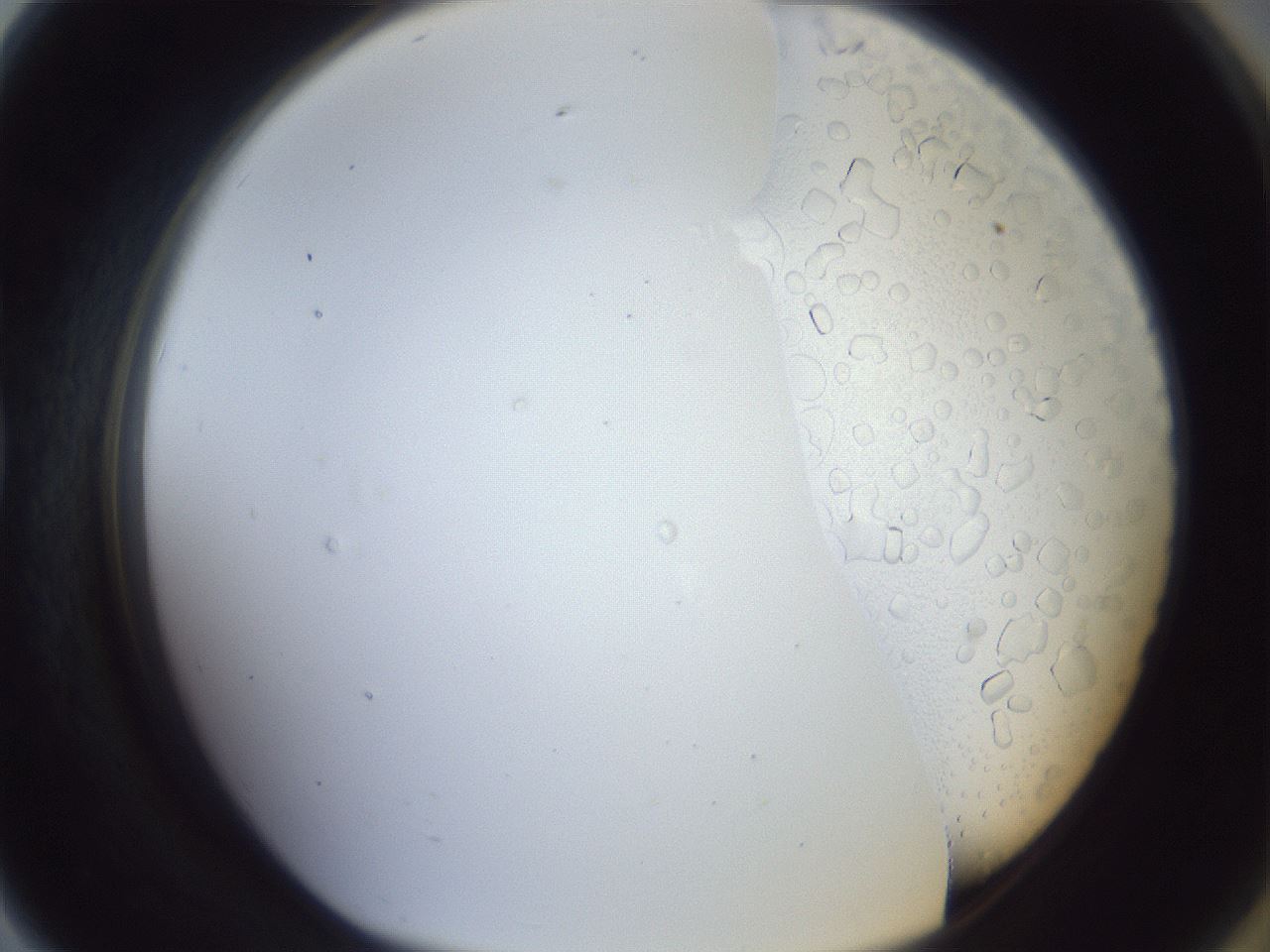 folderID879_plateID879_batchID1098_wellNum79_profileID1_d1_r31659_ef.jpg