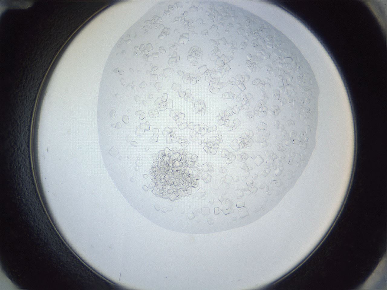 folderID879_plateID879_batchID1098_wellNum84_profileID1_d2_r31670_ef.jpg