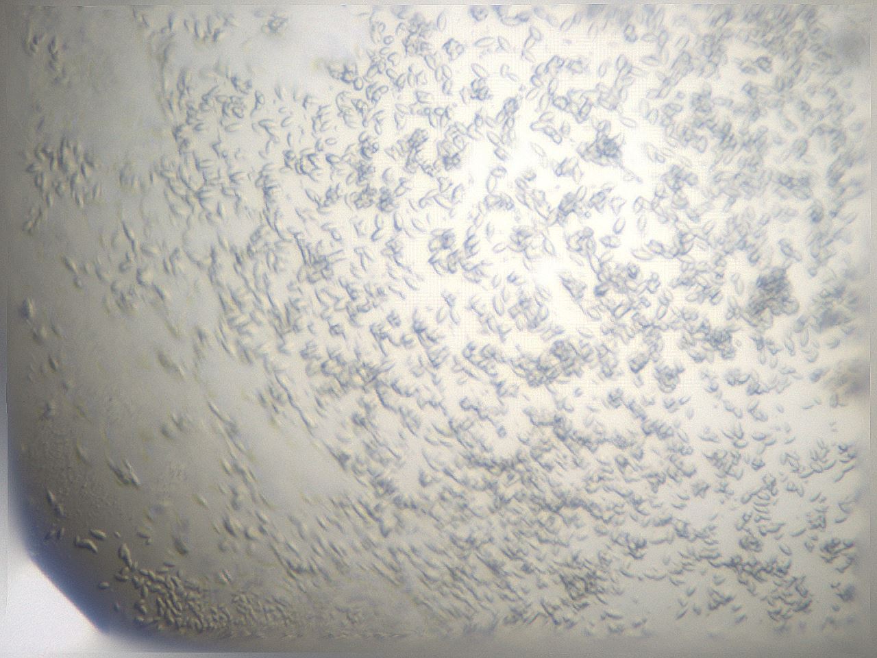folderID884_plateID1884_batchID8004_wellNum1_profileID1_d2_r126818_ef.jpg
