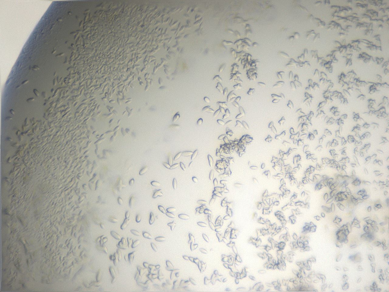 folderID884_plateID1884_batchID8004_wellNum49_profileID1_d1_r126802_ef.jpg