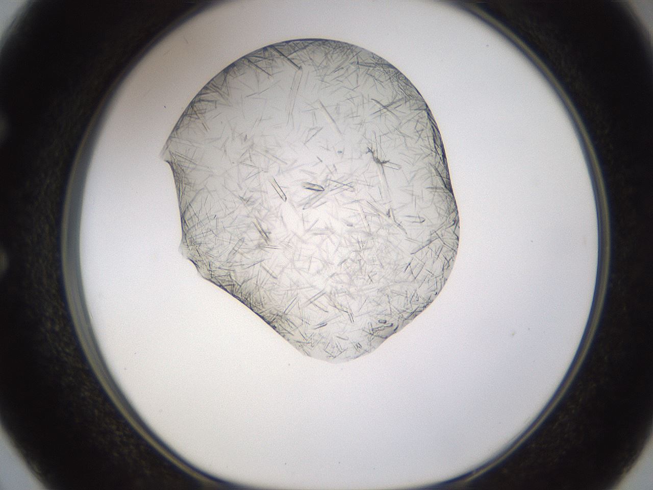 folderID894_plateID2894_batchID15879_wellNum50_profileID1_d1_r242593_ef.jpg
