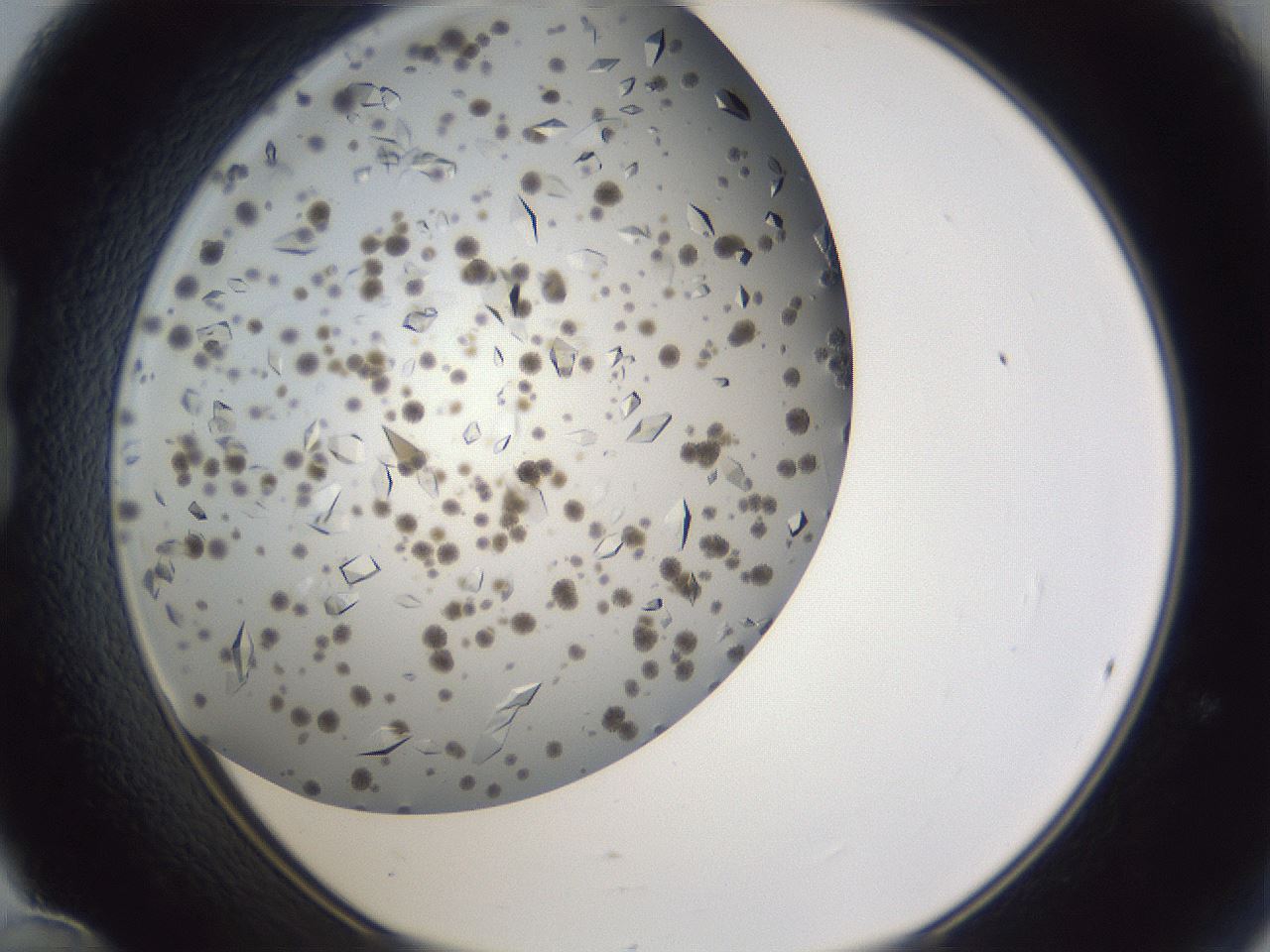 folderID899_plateID1899_batchID8128_wellNum24_profileID1_d1_r126979_ef.jpg