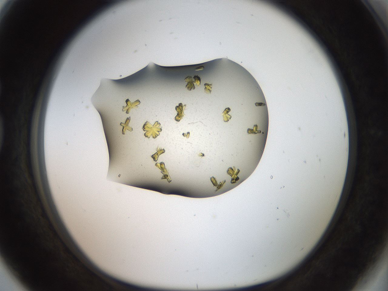 folderID906_plateID1906_batchID8136_wellNum80_profileID1_d1_r127074_ef.jpg