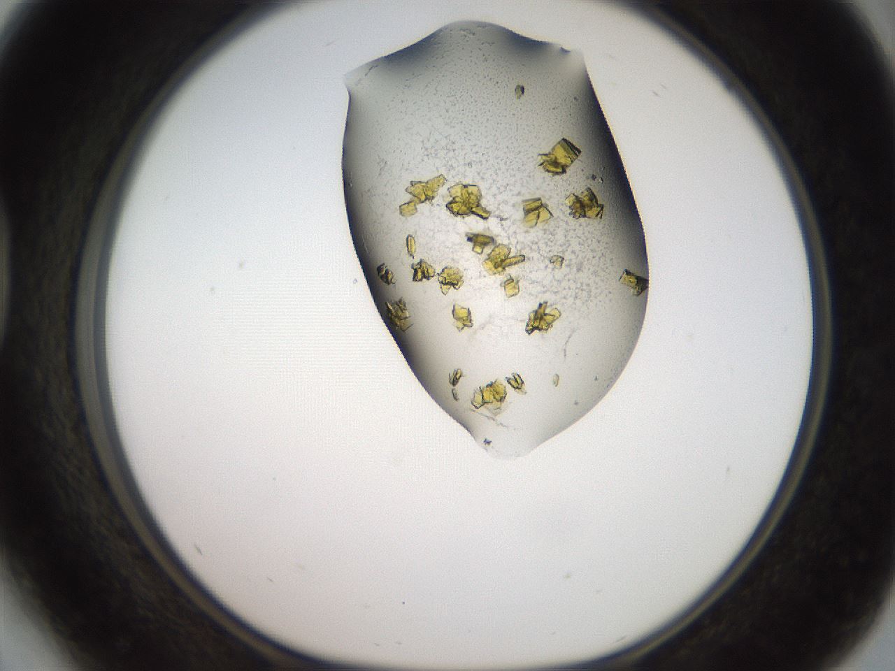 folderID907_plateID1907_batchID8140_wellNum41_profileID1_d1_r127419_ef.jpg