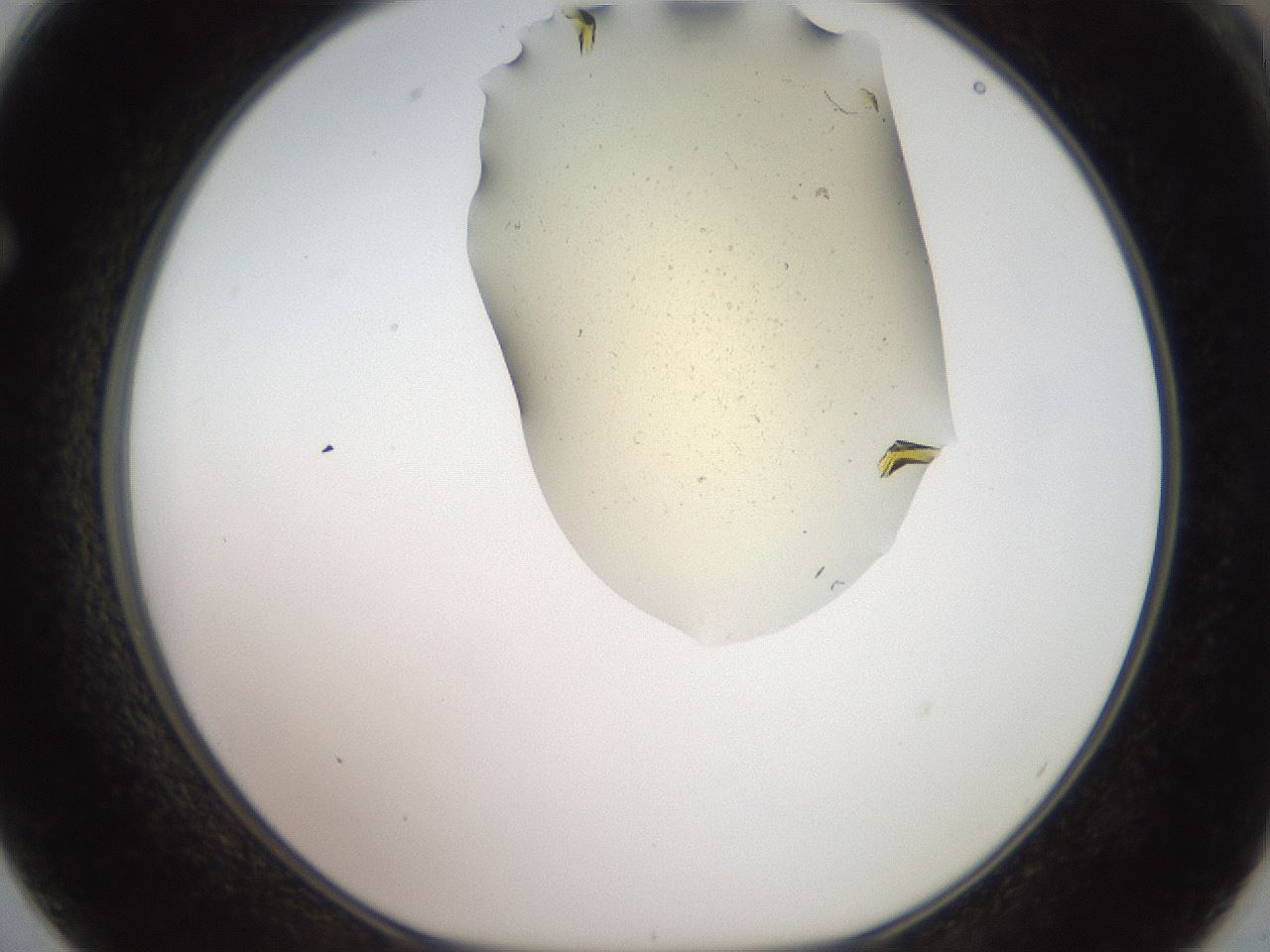 folderID907_plateID1907_batchID8140_wellNum62_profileID1_d1_r127440_ef.jpg
