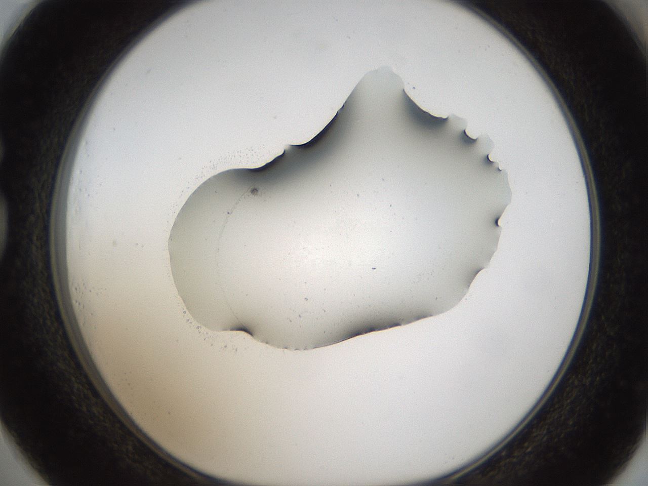 folderID101_plateID2101_batchID9083_wellNum73_profileID1_d1_r140370_ef.jpg