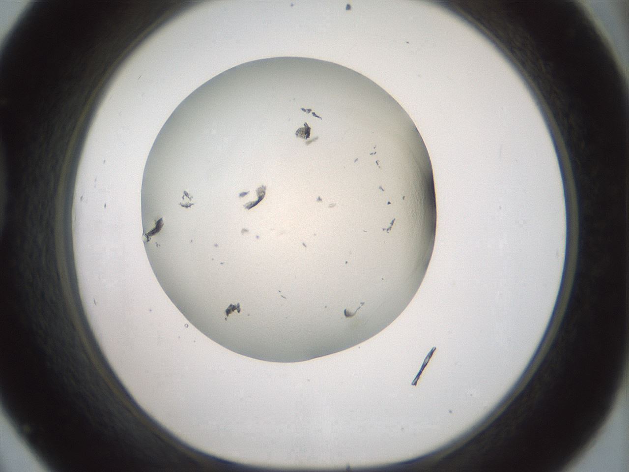 folderID103_plateID3103_batchID17233_wellNum45_profileID1_d1_r262849_ef.jpg