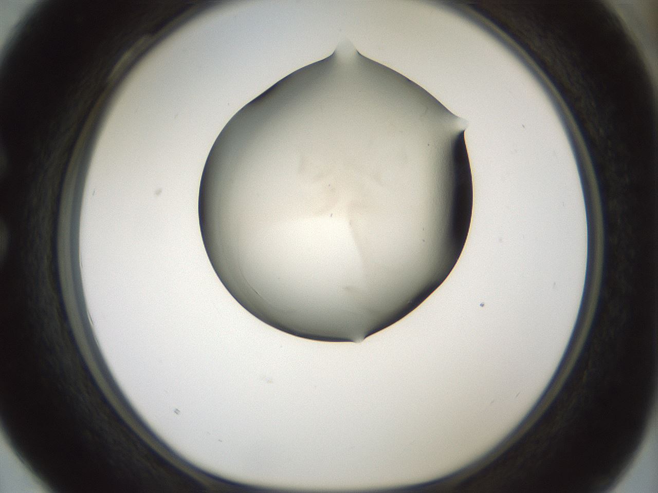 folderID103_plateID3103_batchID17907_wellNum28_profileID1_d1_r262815_ef.jpg