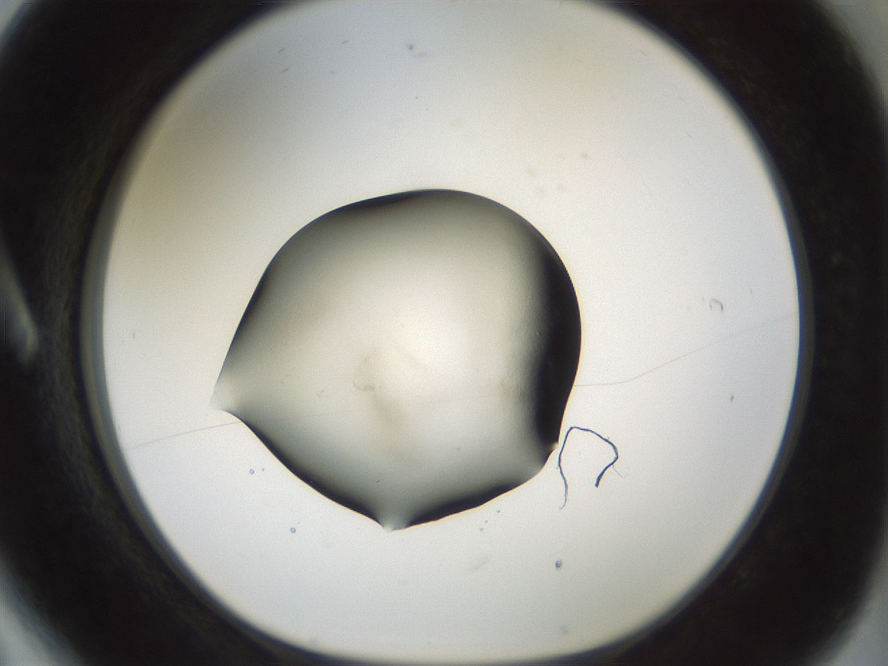folderID103_plateID3103_batchID17907_wellNum6_profileID1_d1_r262771_ef.jpg