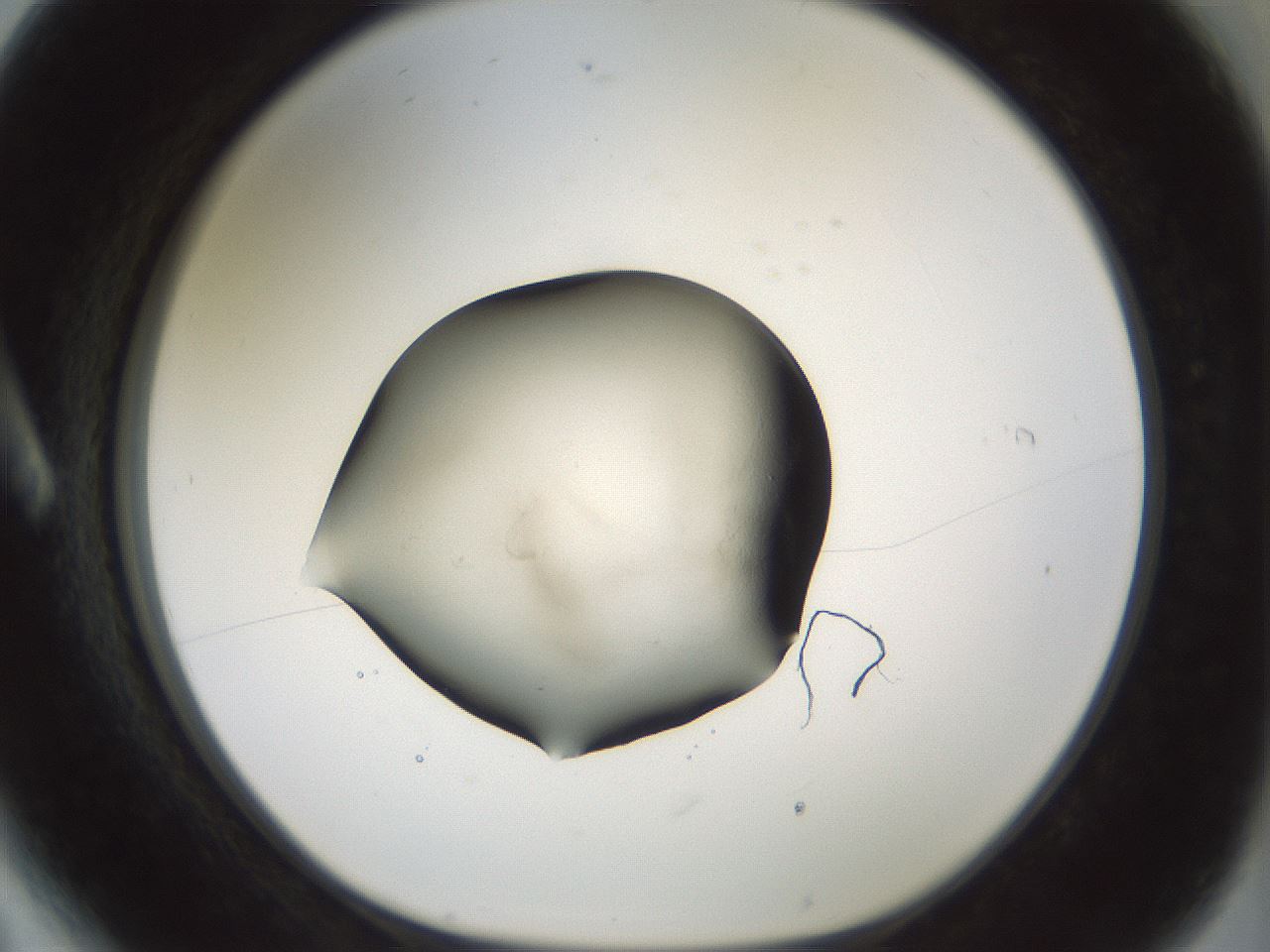 folderID103_plateID3103_batchID18345_wellNum6_profileID1_d1_r262771_ef.jpg