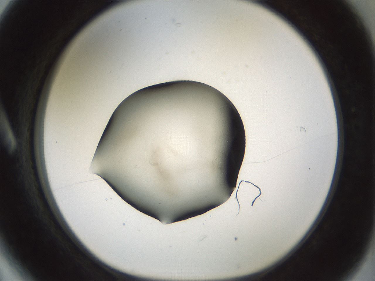 folderID103_plateID3103_batchID19293_wellNum6_profileID1_d1_r262771_ef.jpg