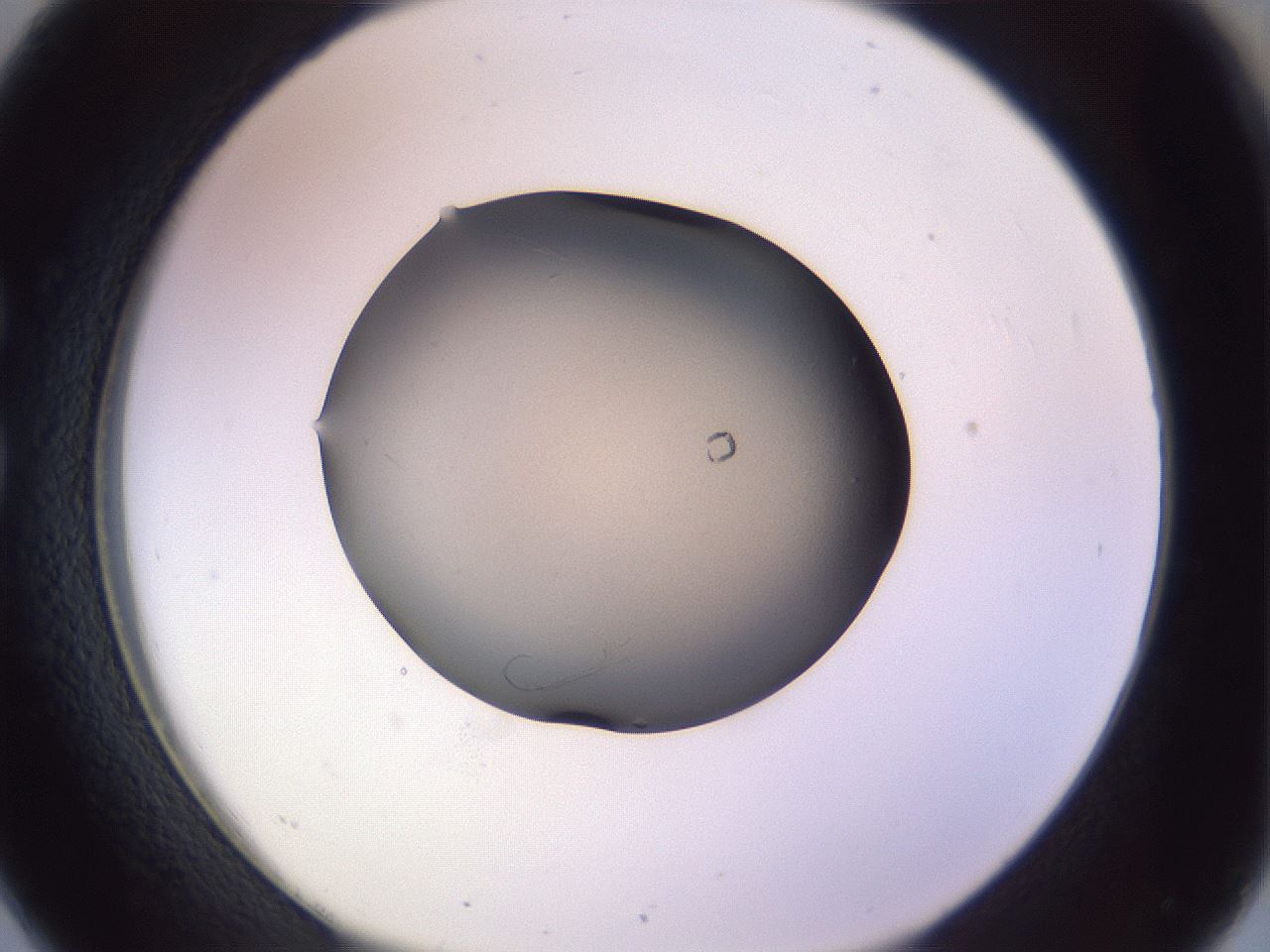 folderID104_plateID3104_batchID17906_wellNum26_profileID1_d1_r262427_ef.jpg