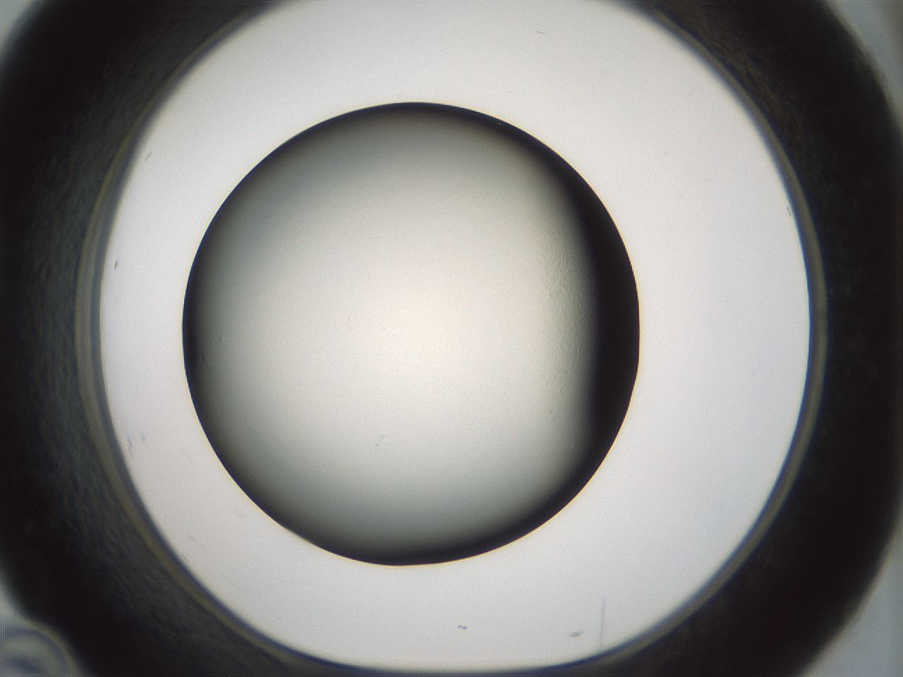 folderID106_plateID3106_batchID17424_wellNum46_profileID1_d1_r263427_ef.jpg