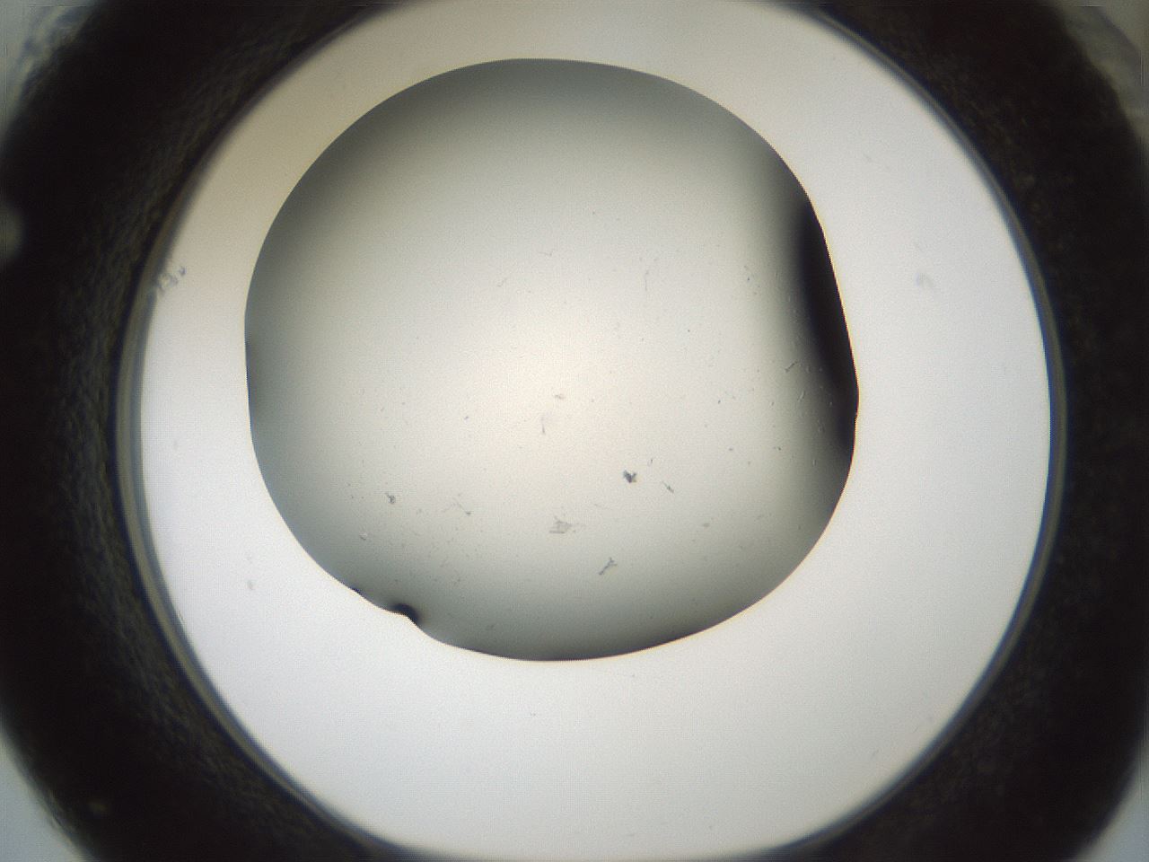 folderID106_plateID3106_batchID18346_wellNum61_profileID1_d1_r263457_ef.jpg