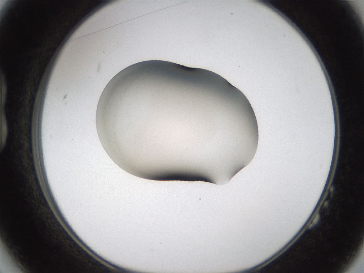 folderID107_plateID3107_batchID17667_wellNum14_profileID1_d1_r263171_ef.jpg