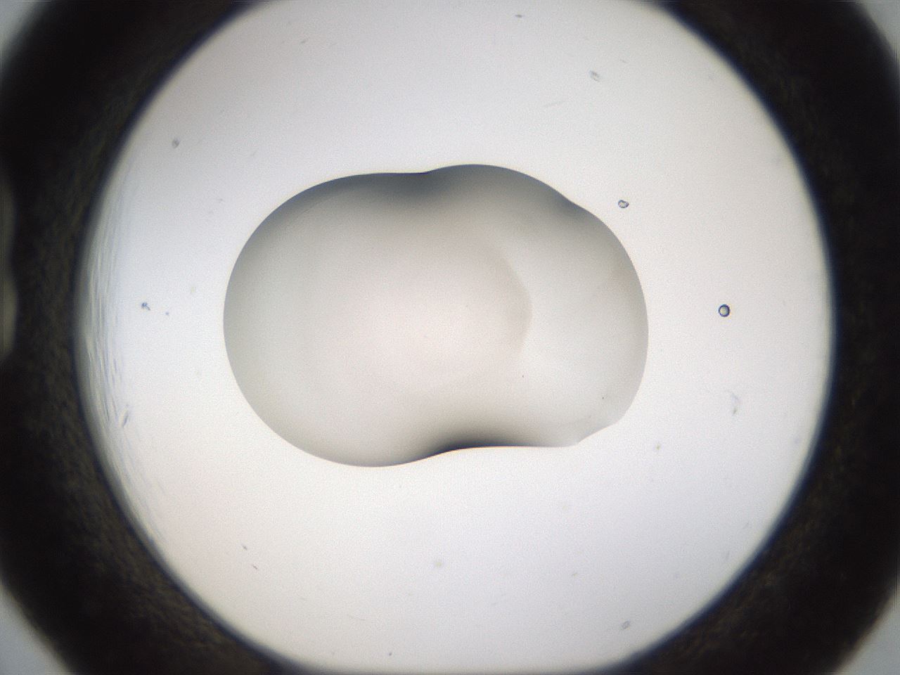 folderID107_plateID3107_batchID17921_wellNum18_profileID1_d1_r263179_ef.jpg