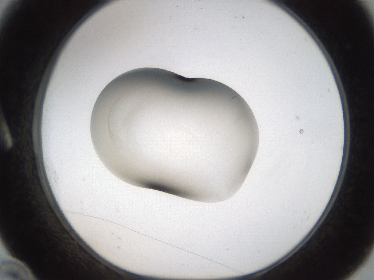 folderID107_plateID3107_batchID19298_wellNum10_profileID1_d1_r263163_ef.jpg