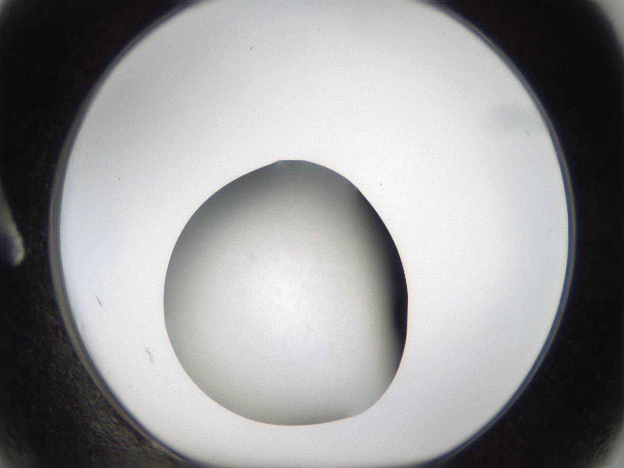 folderID111_plateID1111_batchID2581_wellNum2_profileID1_d1_r57111_ef.jpg