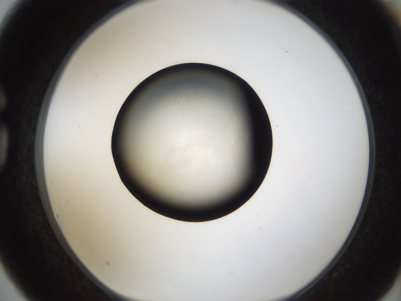folderID113_plateID1113_batchID2608_wellNum75_profileID1_d1_r57316_ef.jpg