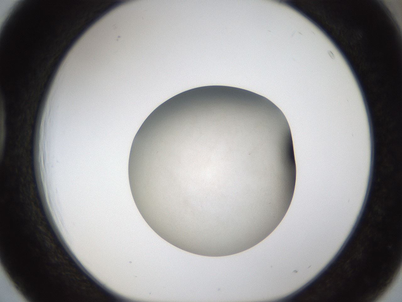 folderID113_plateID1113_batchID3520_wellNum39_profileID1_d1_r57280_ef.jpg