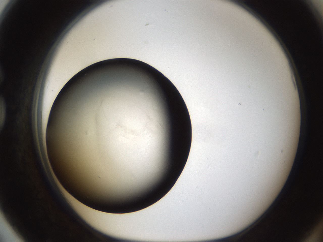 folderID115_plateID1115_batchID2698_wellNum79_profileID1_d1_r57416_ef.jpg