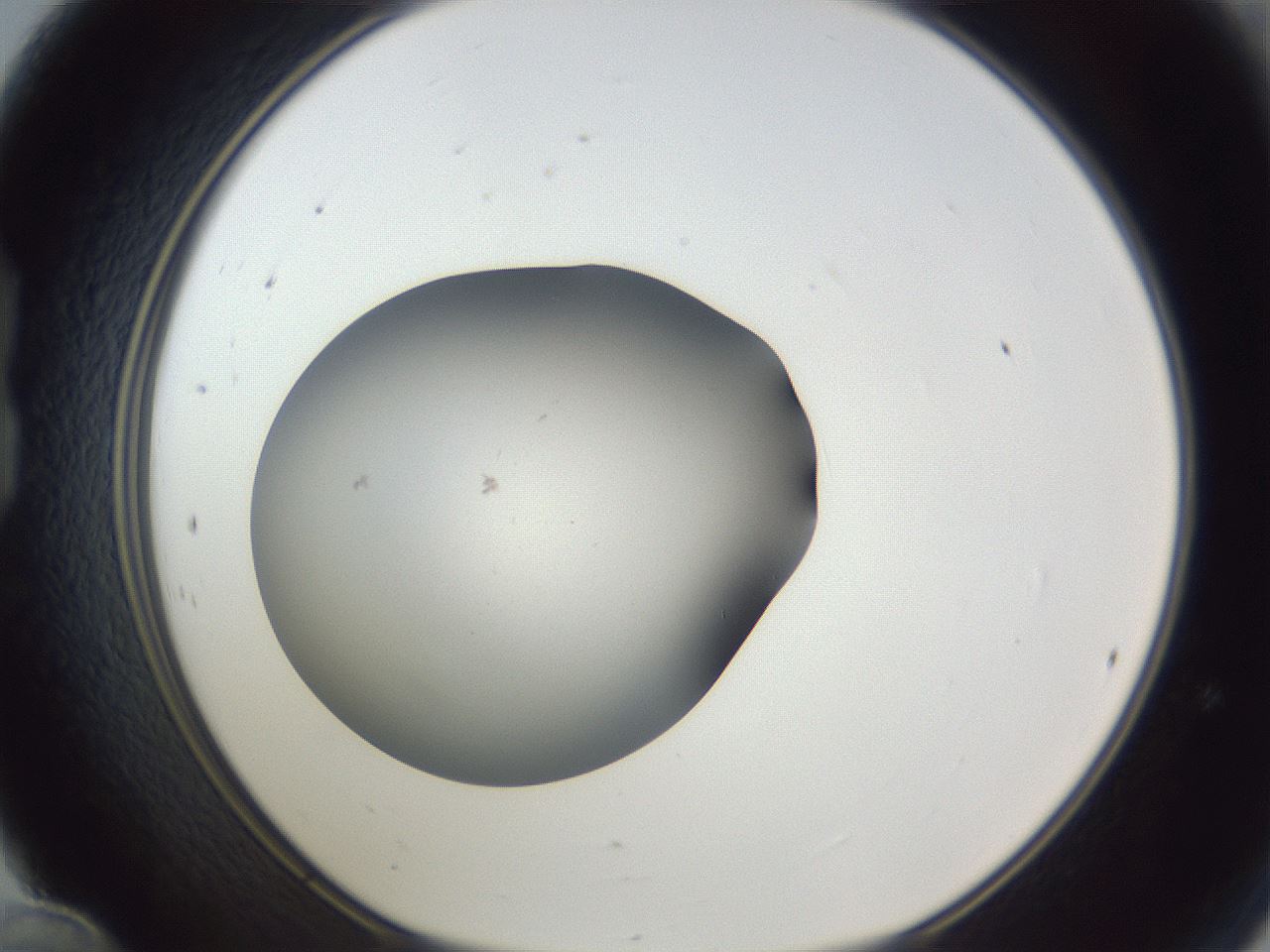 folderID116_plateID1116_batchID3517_wellNum24_profileID1_d1_r56653_ef.jpg