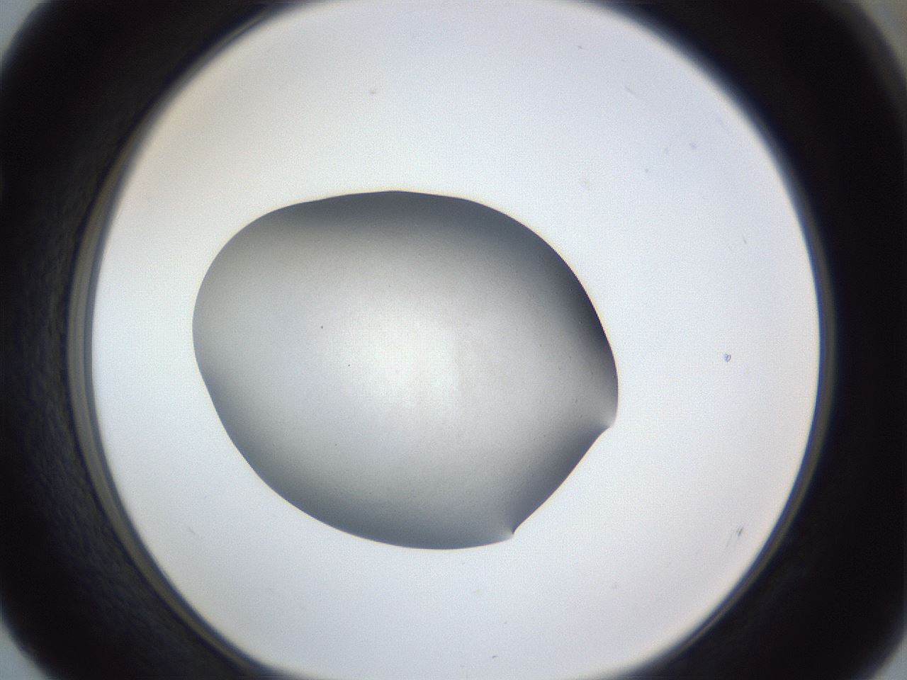 folderID117_plateID1117_batchID2601_wellNum52_profileID1_d1_r56489_ef.jpg