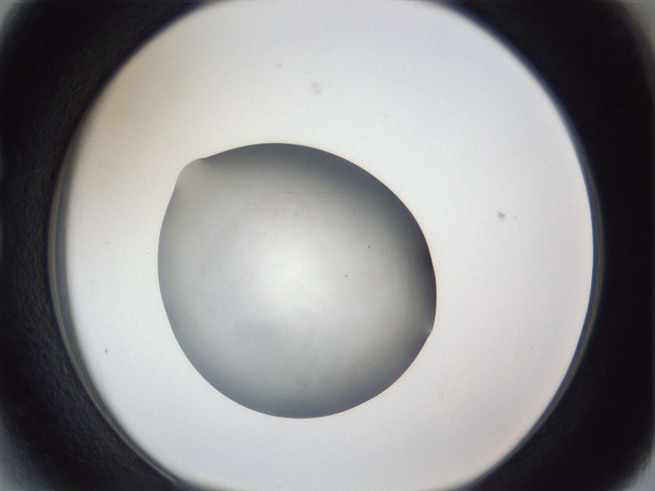 folderID119_plateID1119_batchID2692_wellNum27_profileID1_d1_r56560_ef.jpg