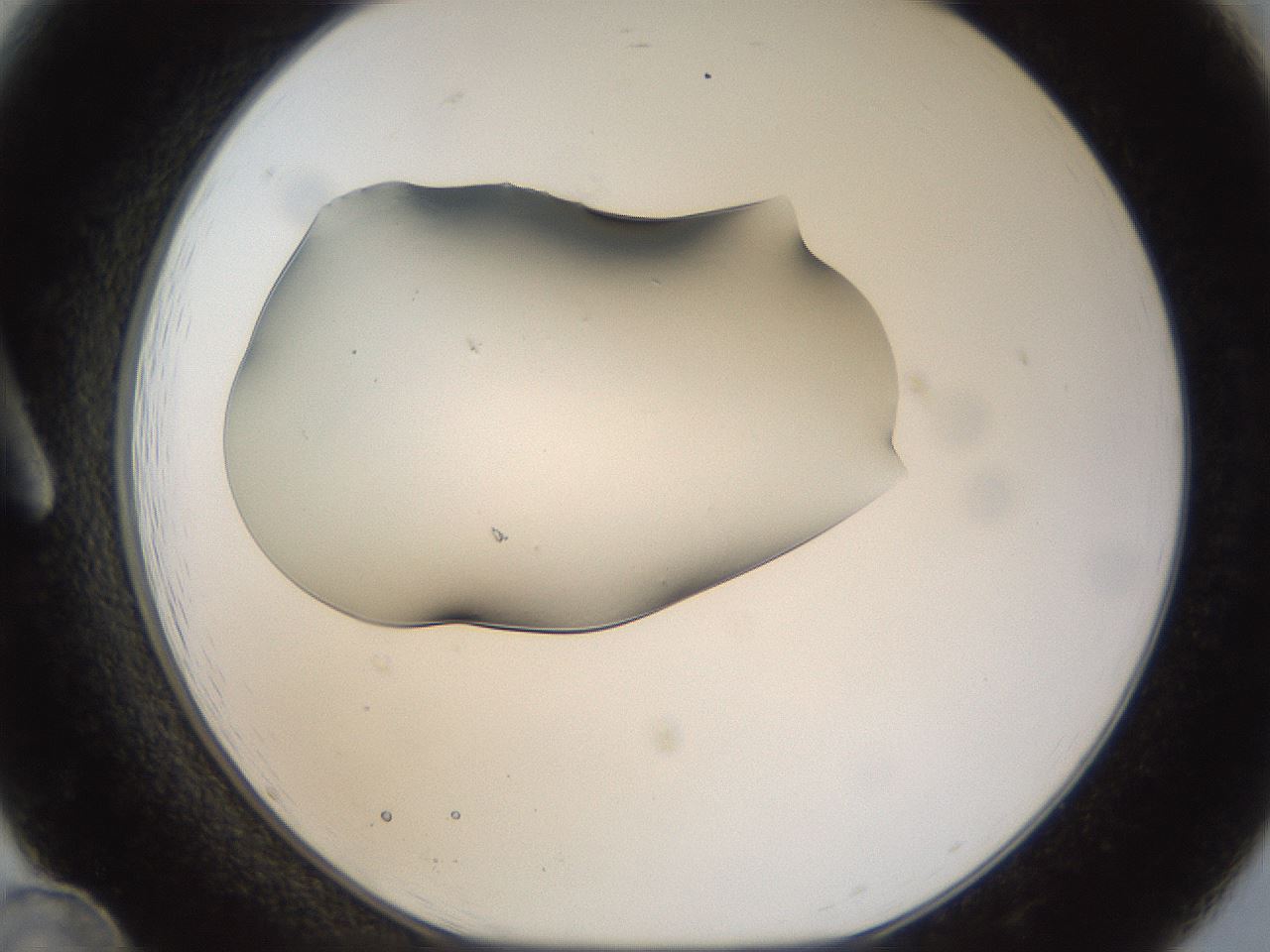 folderID11_plateID1011_batchID1668_wellNum12_profileID1_d1_r42223_ef.jpg