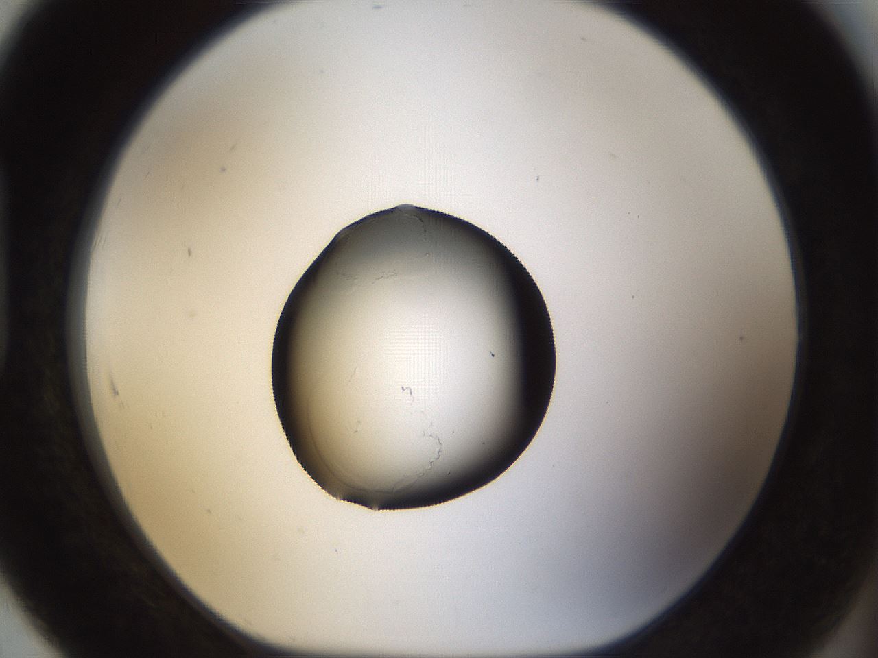 folderID11_plateID1011_batchID1668_wellNum91_profileID1_d1_r42302_ef.jpg