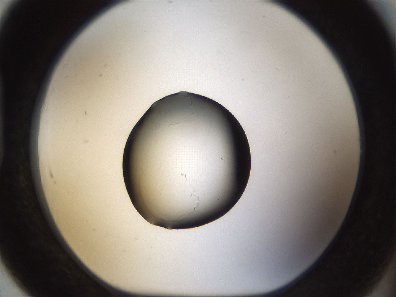 folderID11_plateID1011_batchID1703_wellNum91_profileID1_d1_r42302_ef.jpg