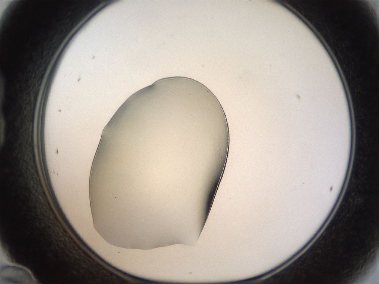 folderID11_plateID1011_batchID1931_wellNum24_profileID1_d1_r42235_ef.jpg
