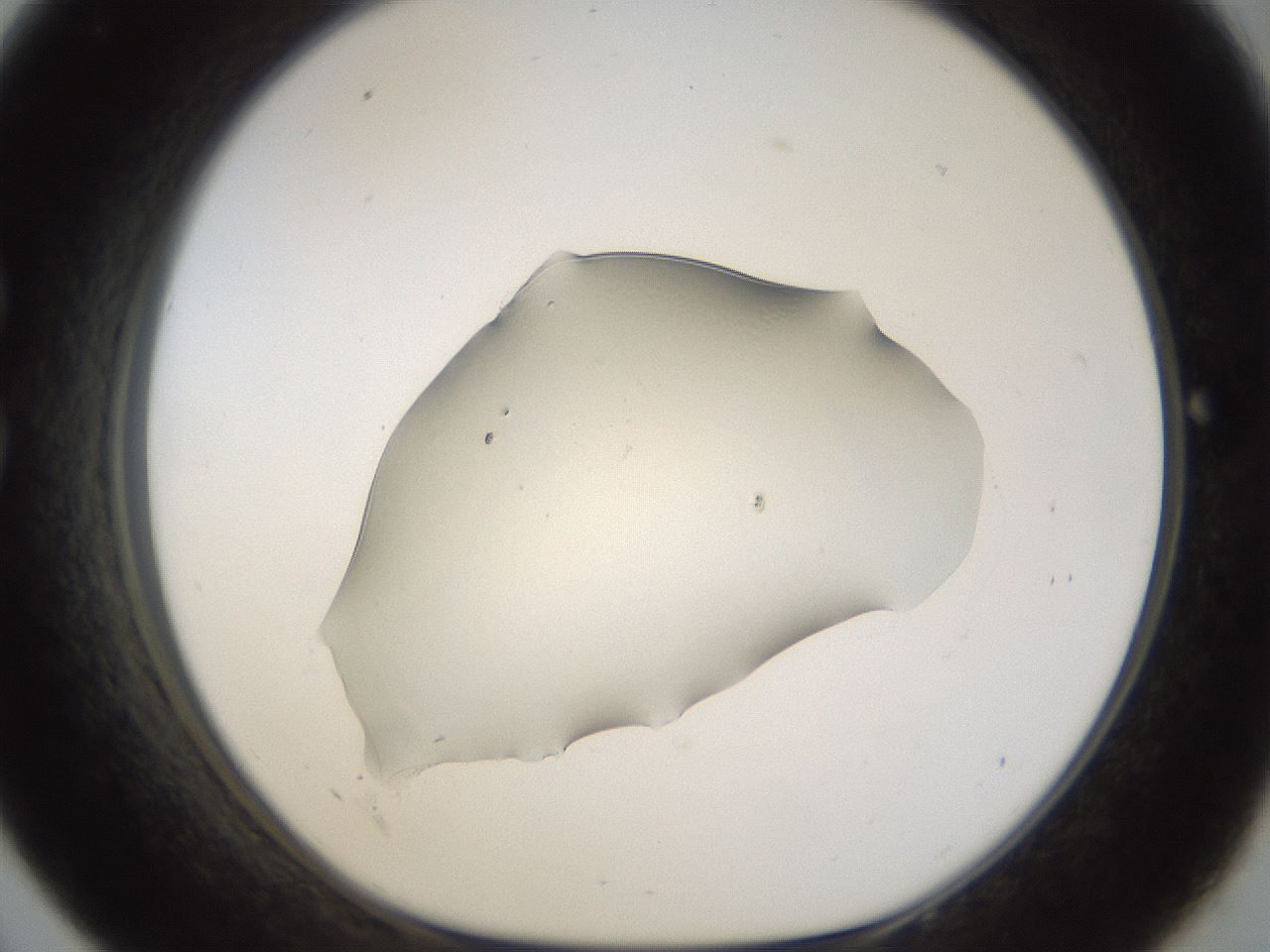 folderID11_plateID1011_batchID1931_wellNum33_profileID1_d1_r42244_ef.jpg