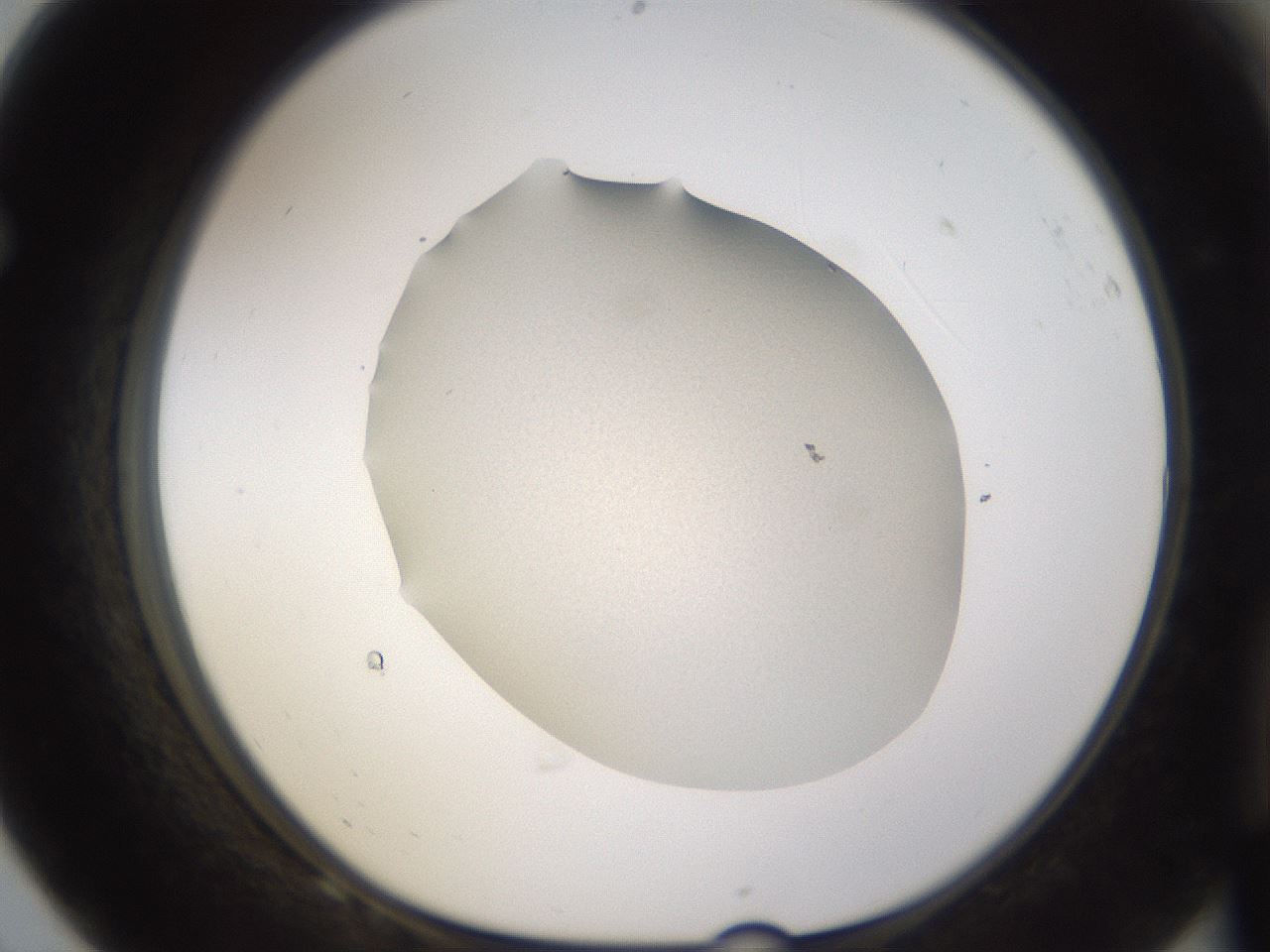 folderID125_plateID3125_batchID18048_wellNum68_profileID1_d1_r267629_ef.jpg
