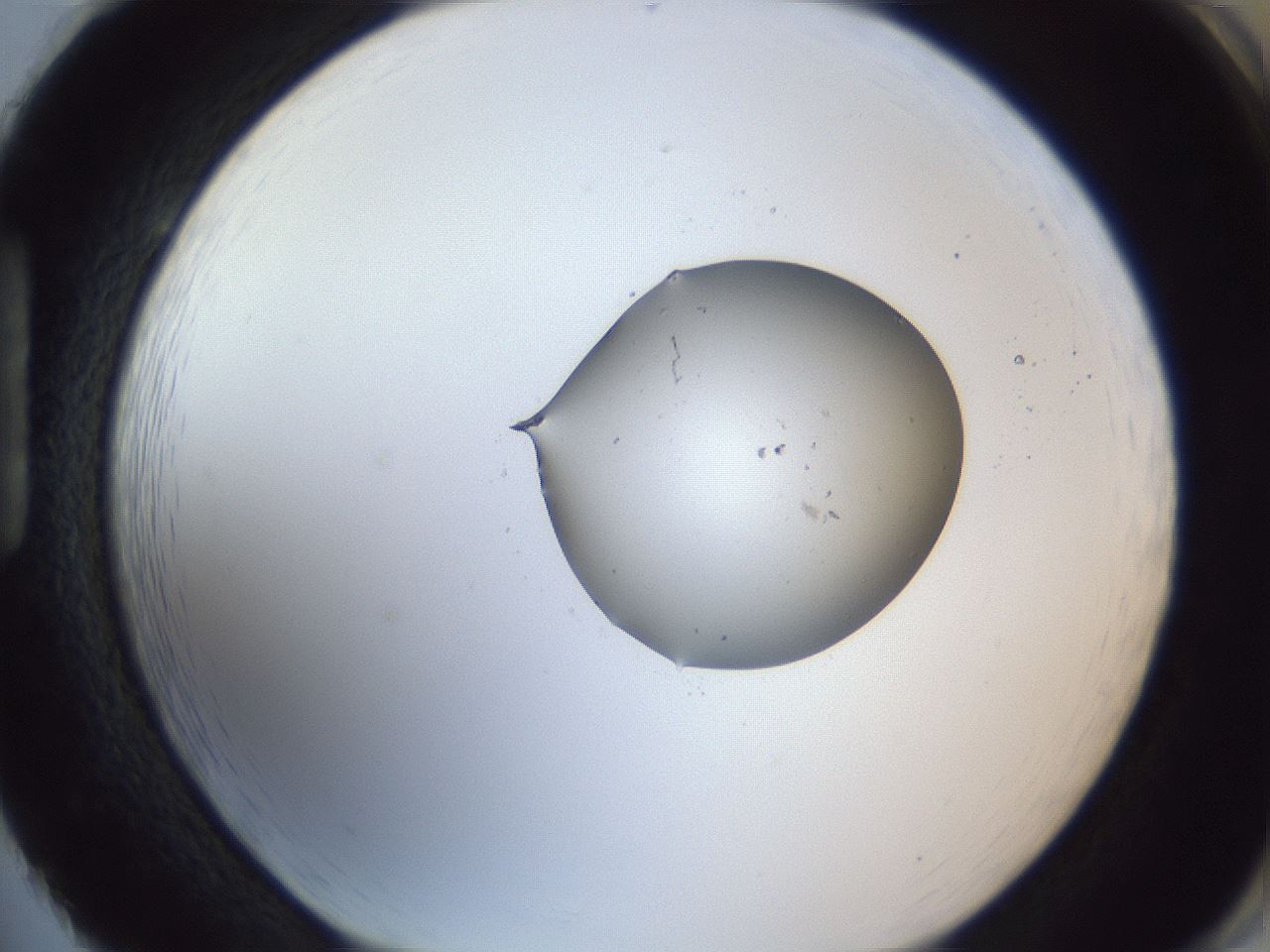 folderID132_plateID1132_batchID3666_wellNum86_profileID1_d1_r59728_ef.jpg