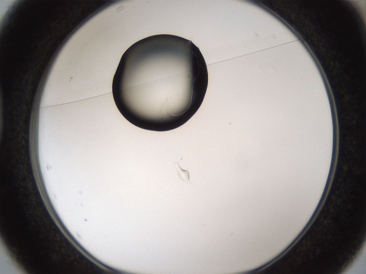 folderID142_plateID1142_batchID2758_wellNum37_profileID1_d1_r59967_ef.jpg