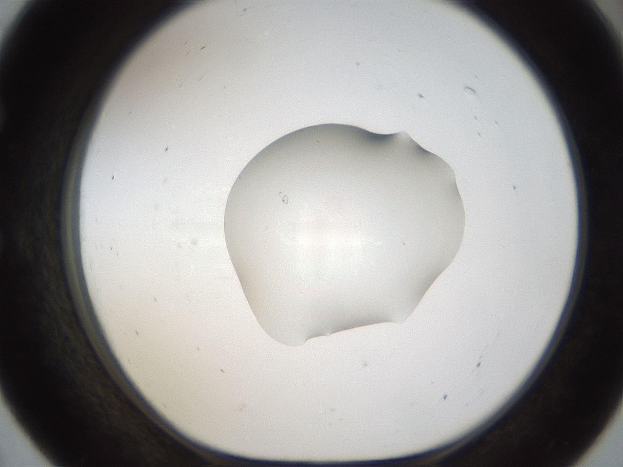 folderID143_plateID1143_batchID3280_wellNum55_profileID1_d1_r60081_ef.jpg