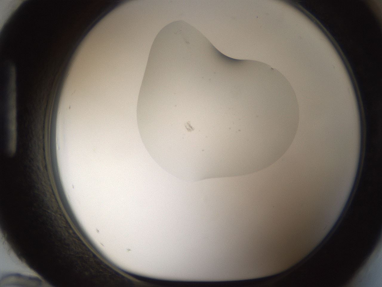 folderID146_plateID1146_batchID2673_wellNum96_profileID1_d1_r60506_ef.jpg