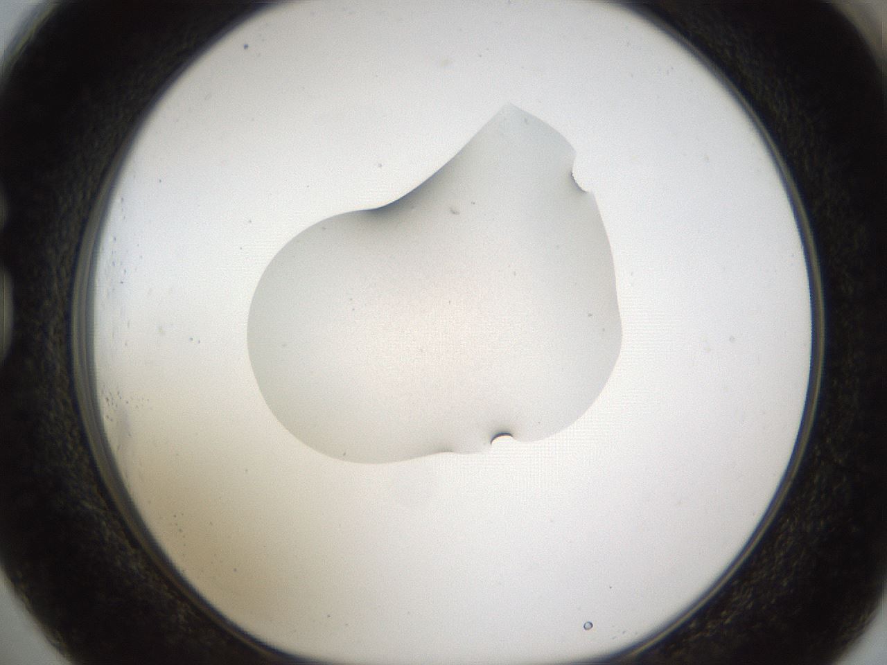 folderID146_plateID1146_batchID3680_wellNum73_profileID1_d1_r60483_ef.jpg