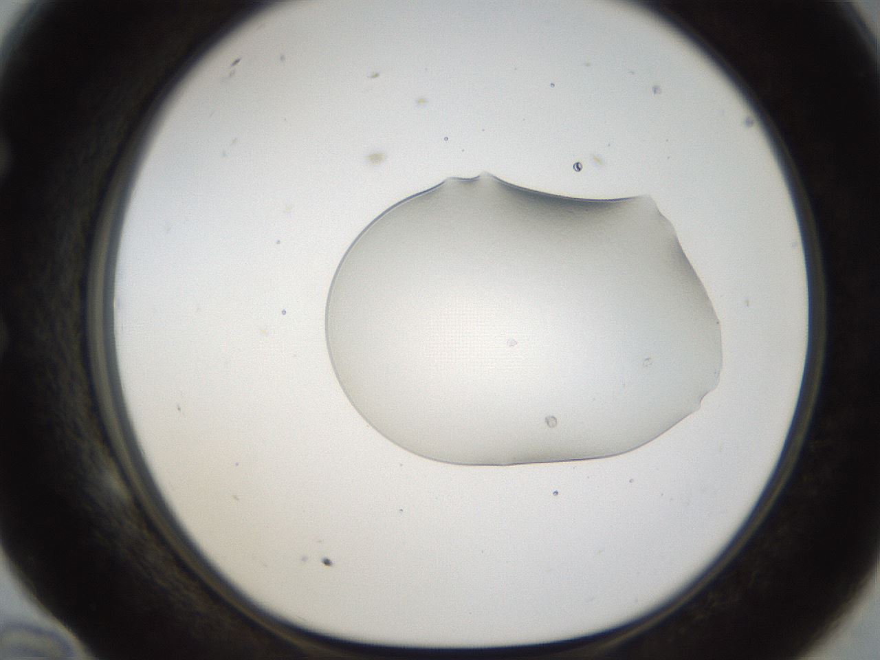 folderID147_plateID1147_batchID2728_wellNum58_profileID1_d1_r60660_ef.jpg