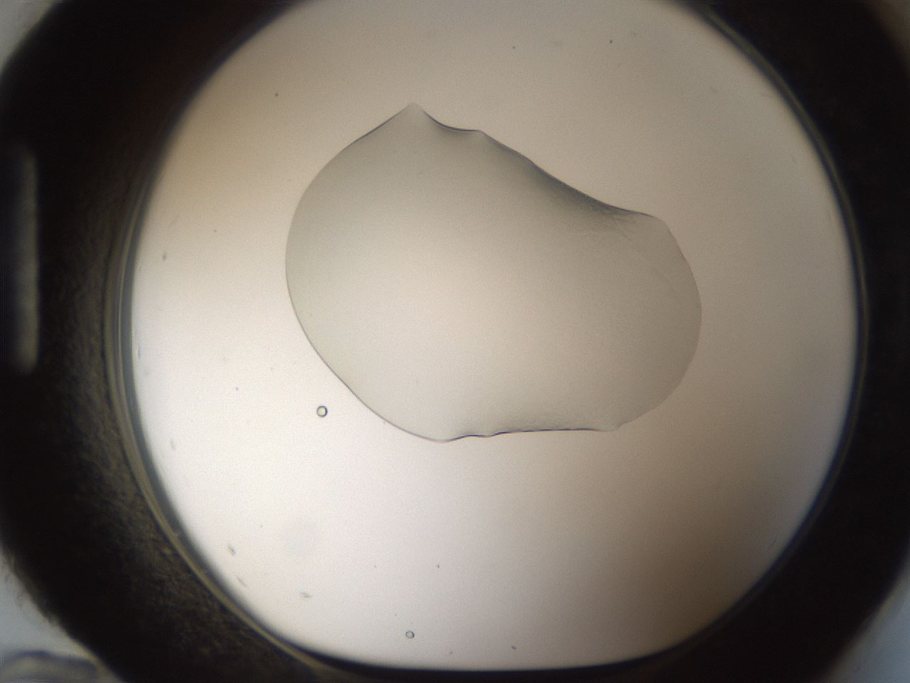 folderID147_plateID1147_batchID3682_wellNum96_profileID1_d1_r60698_ef.jpg