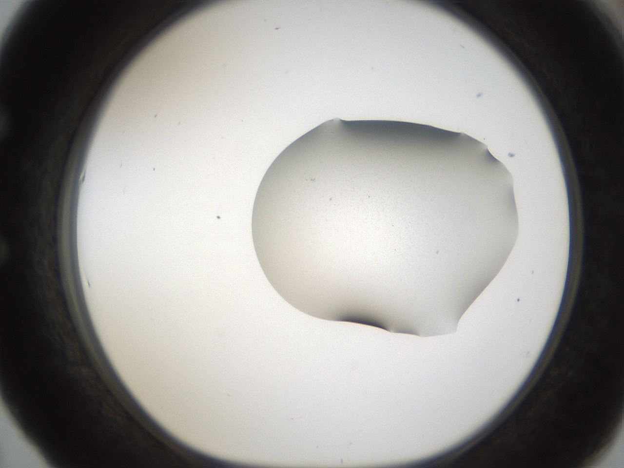 folderID149_plateID1149_batchID2637_wellNum53_profileID1_d1_r60559_ef.jpg