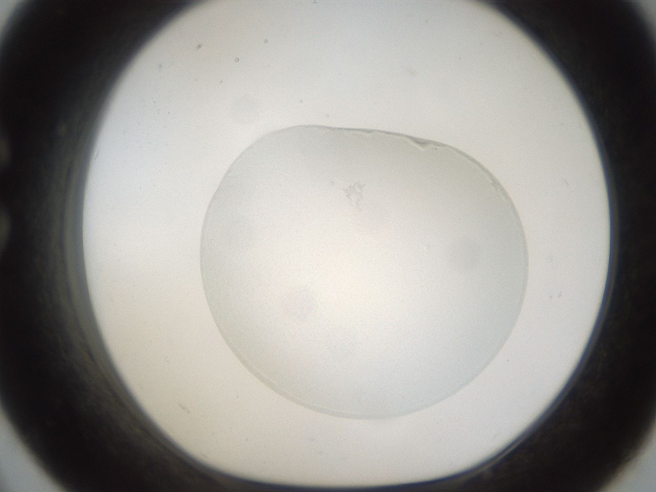 folderID149_plateID1149_batchID2968_wellNum33_profileID1_d1_r60539_ef.jpg