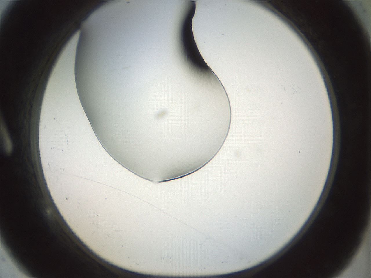 folderID152_plateID1152_batchID2717_wellNum9_profileID1_d1_r60805_ef.jpg