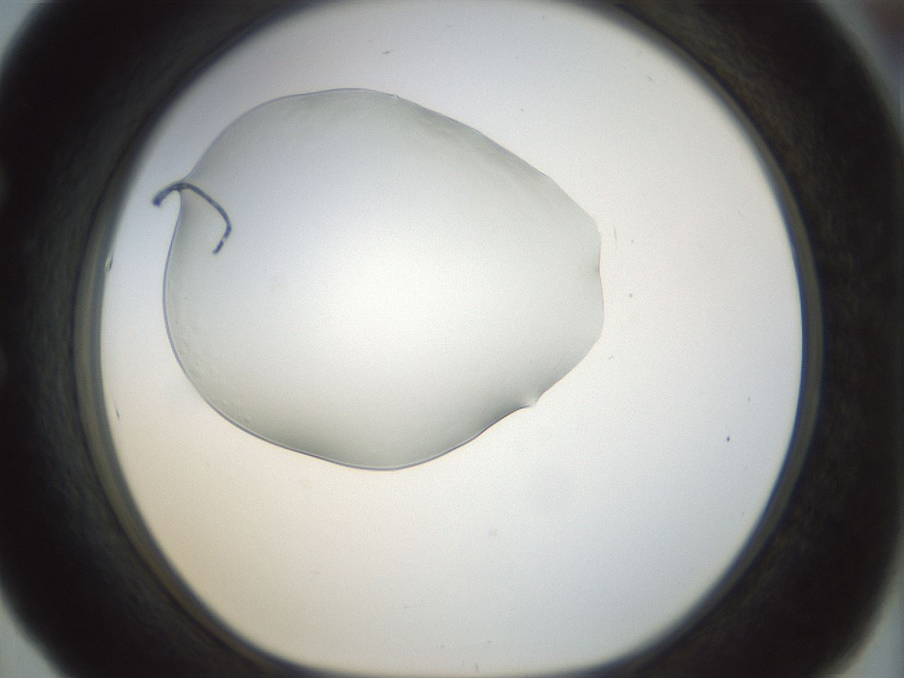 folderID152_plateID1152_batchID2759_wellNum53_profileID1_d1_r60849_ef.jpg