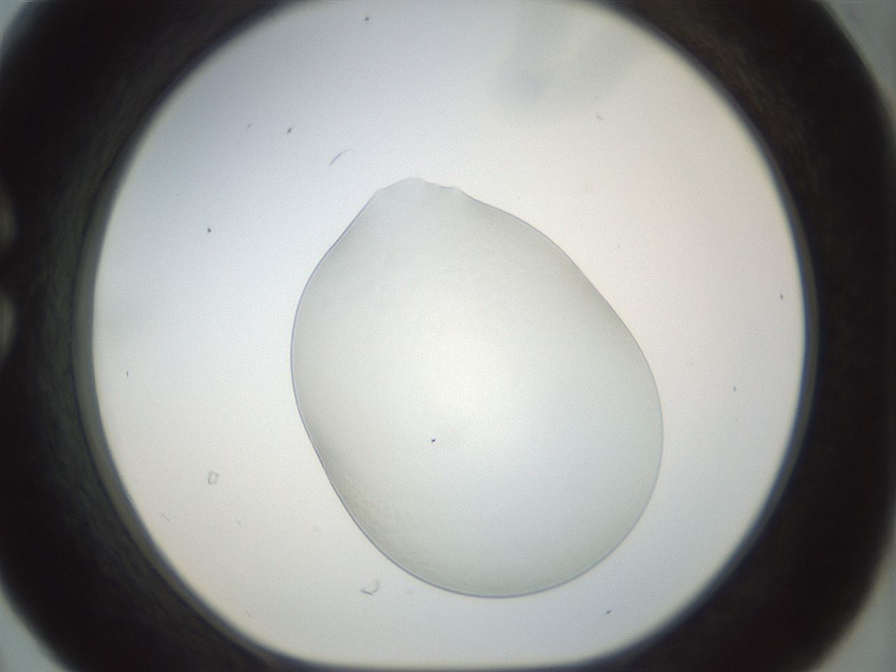 folderID152_plateID1152_batchID2853_wellNum30_profileID1_d1_r60826_ef.jpg