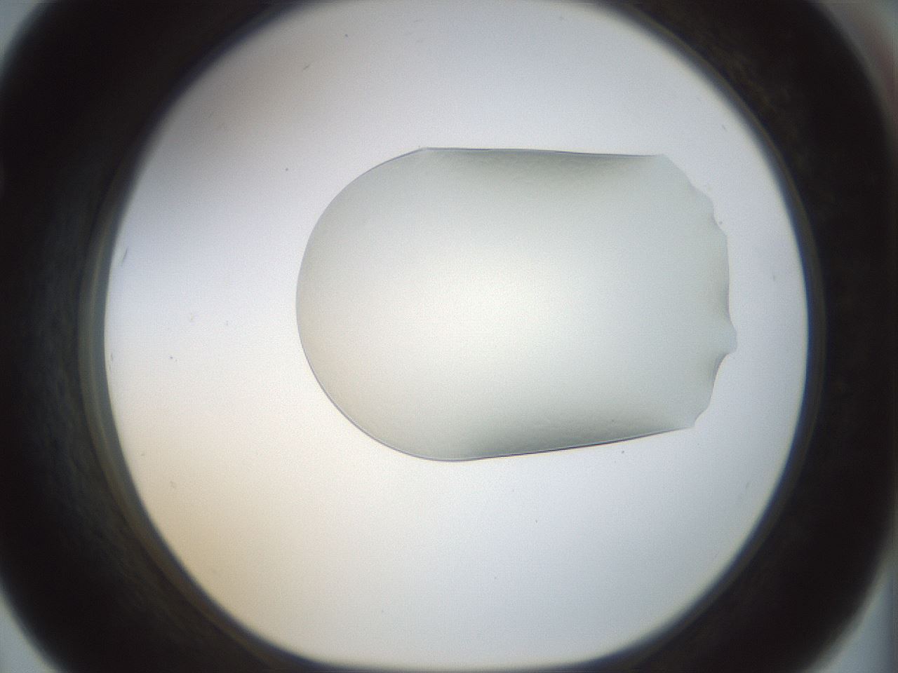folderID152_plateID1152_batchID2914_wellNum67_profileID1_d1_r60863_ef.jpg