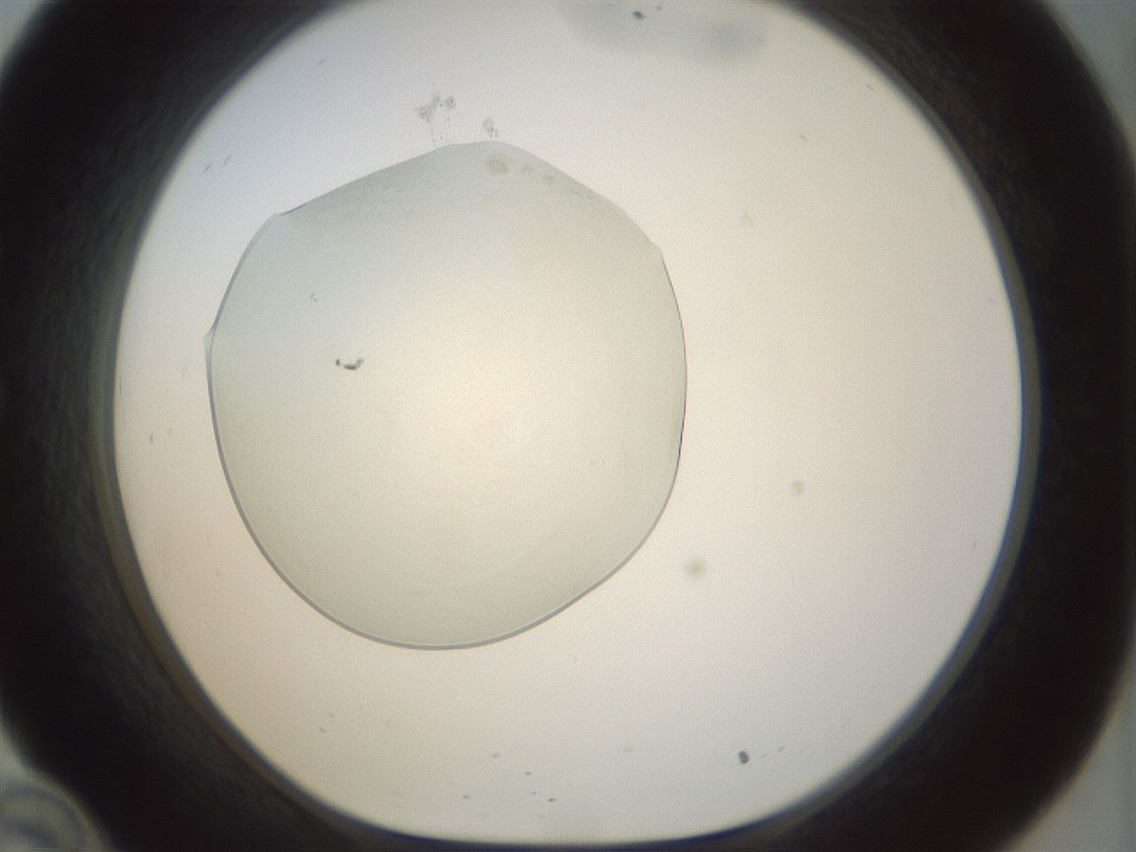 folderID152_plateID1152_batchID3343_wellNum34_profileID1_d1_r60830_ef.jpg