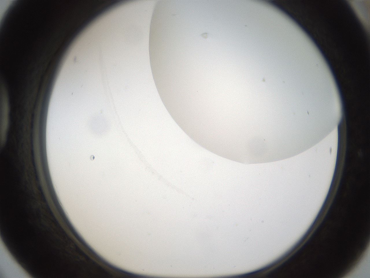 folderID158_plateID1158_batchID3425_wellNum42_profileID1_d1_r62897_ef.jpg
