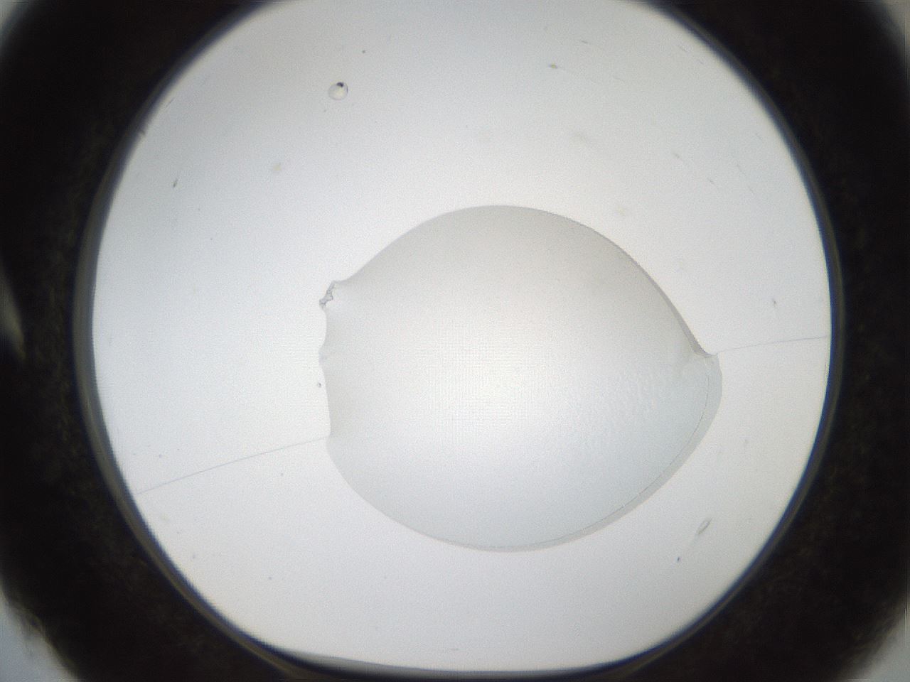 folderID159_plateID1159_batchID12340_wellNum4_profileID1_d1_r61861_ef.jpg